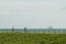Cycling along the dyke between Schellingkhout and Wijdenes