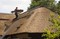 Local reed is used for thatching roofs