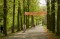 One of the many beech lanes along the route