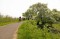 Cherry blossom along the Linge dyke